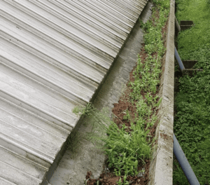 Happy customers in Kennington who trust The Roof Moss Cleaners for gutter cleaning services